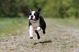 BOSTON TERRIER 218